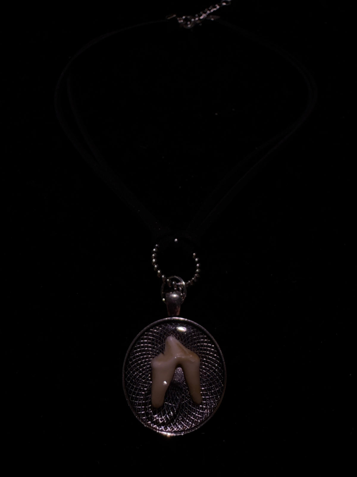 Coyote tooth choker