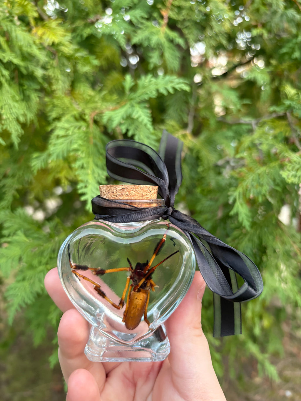 Orb weaver spider wet specimen