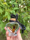 Orb weaver spider wet specimen