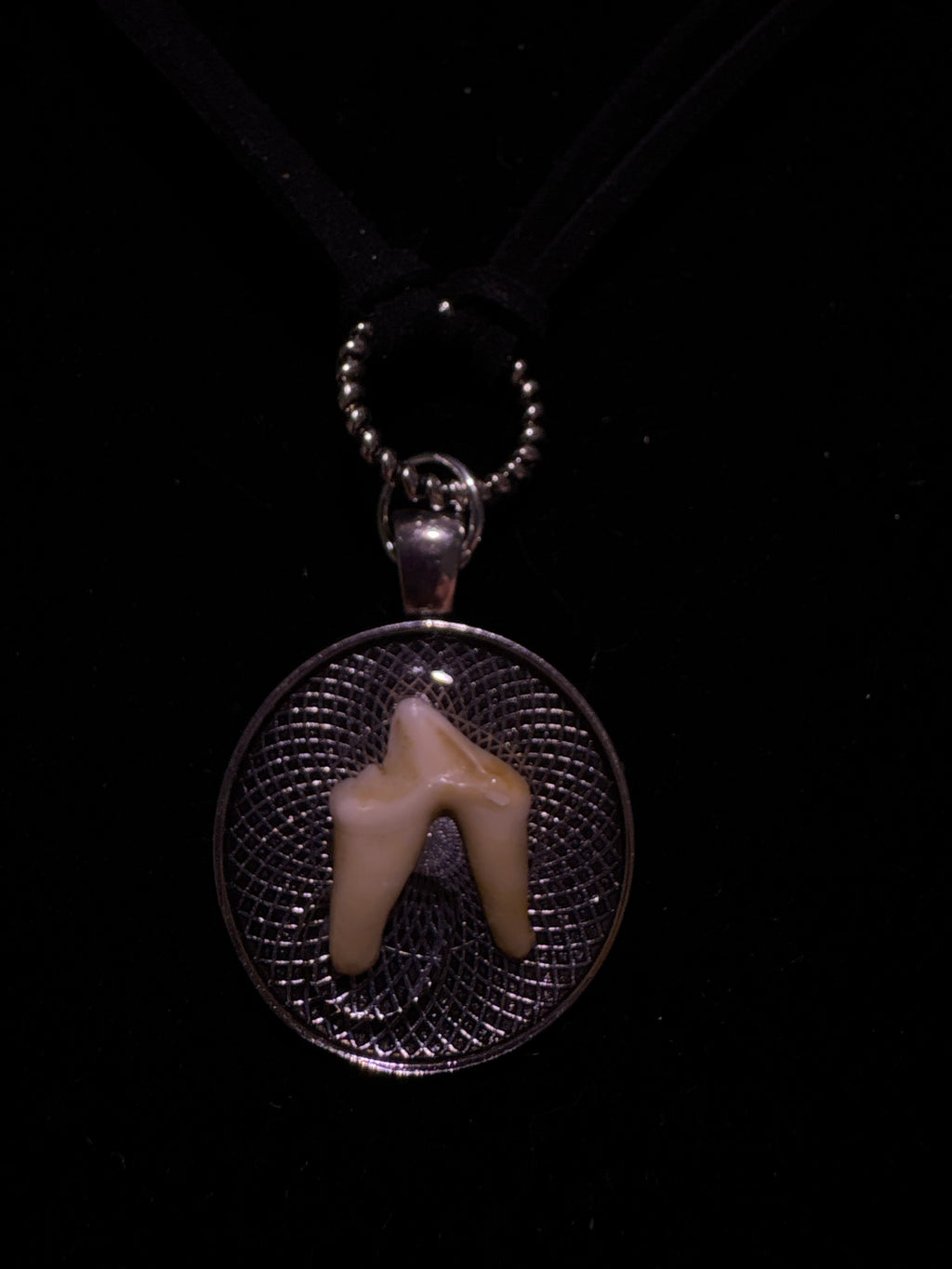 Coyote tooth choker