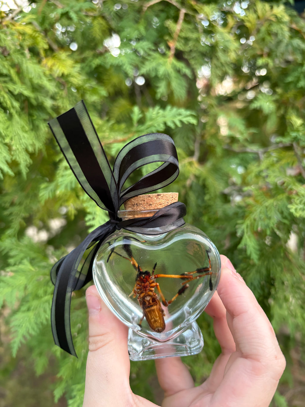 Orb weaver spider wet specimen