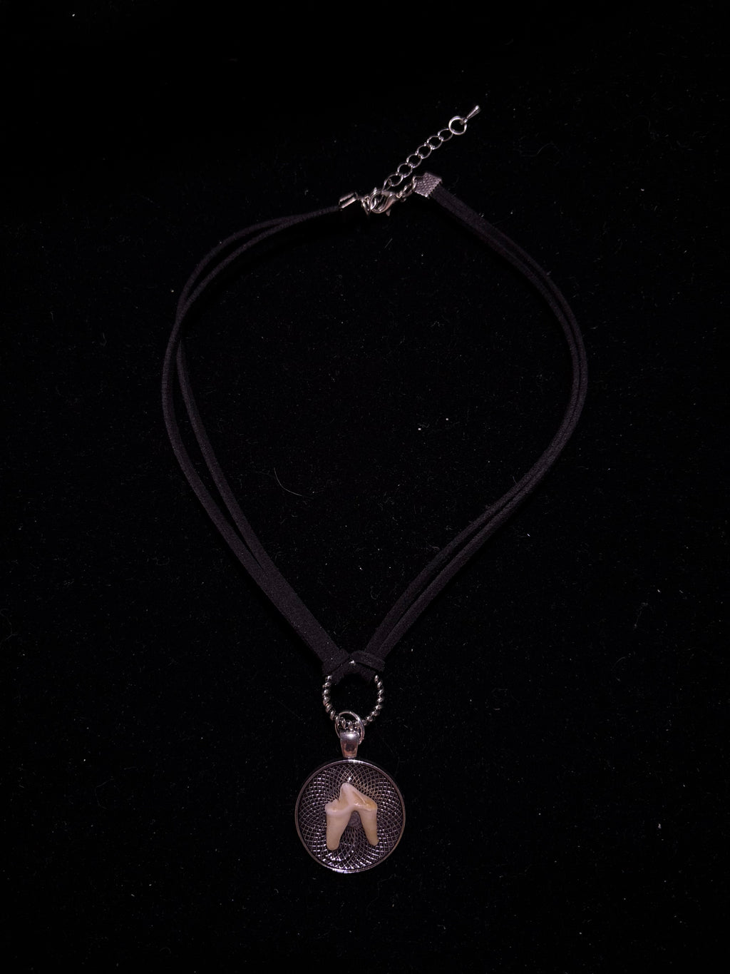 Coyote tooth choker