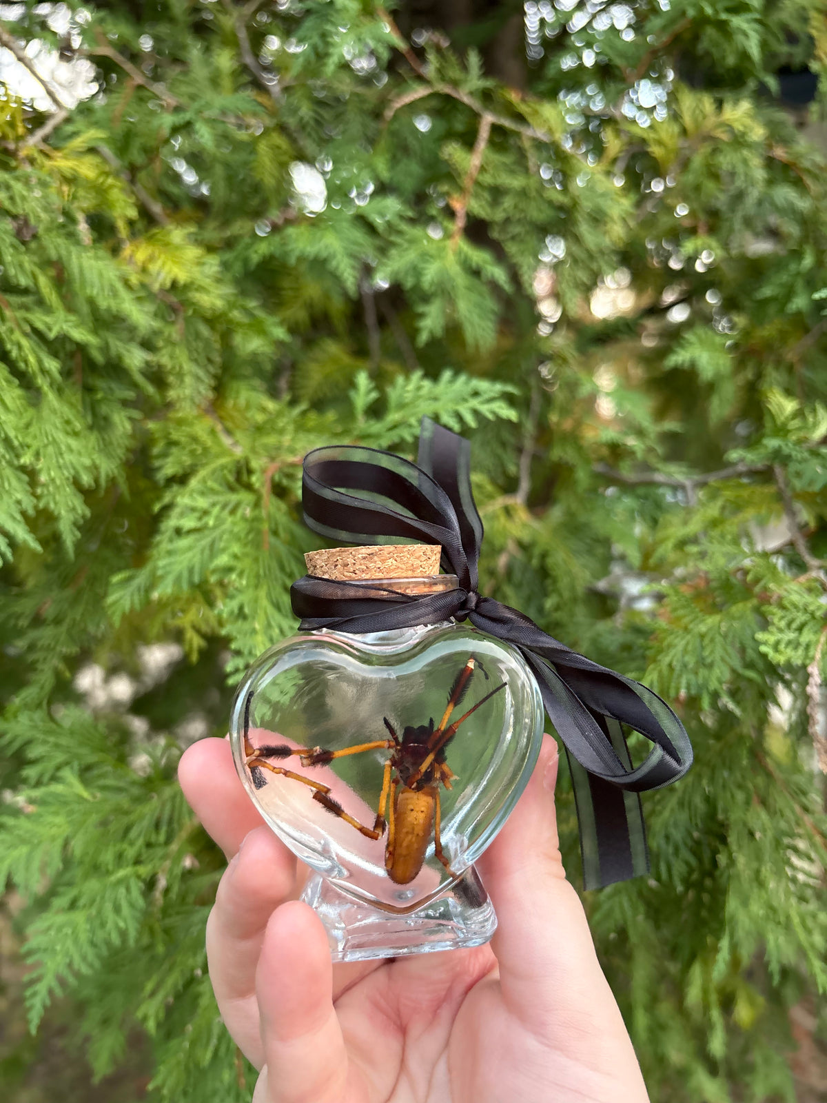Orb weaver spider wet specimen