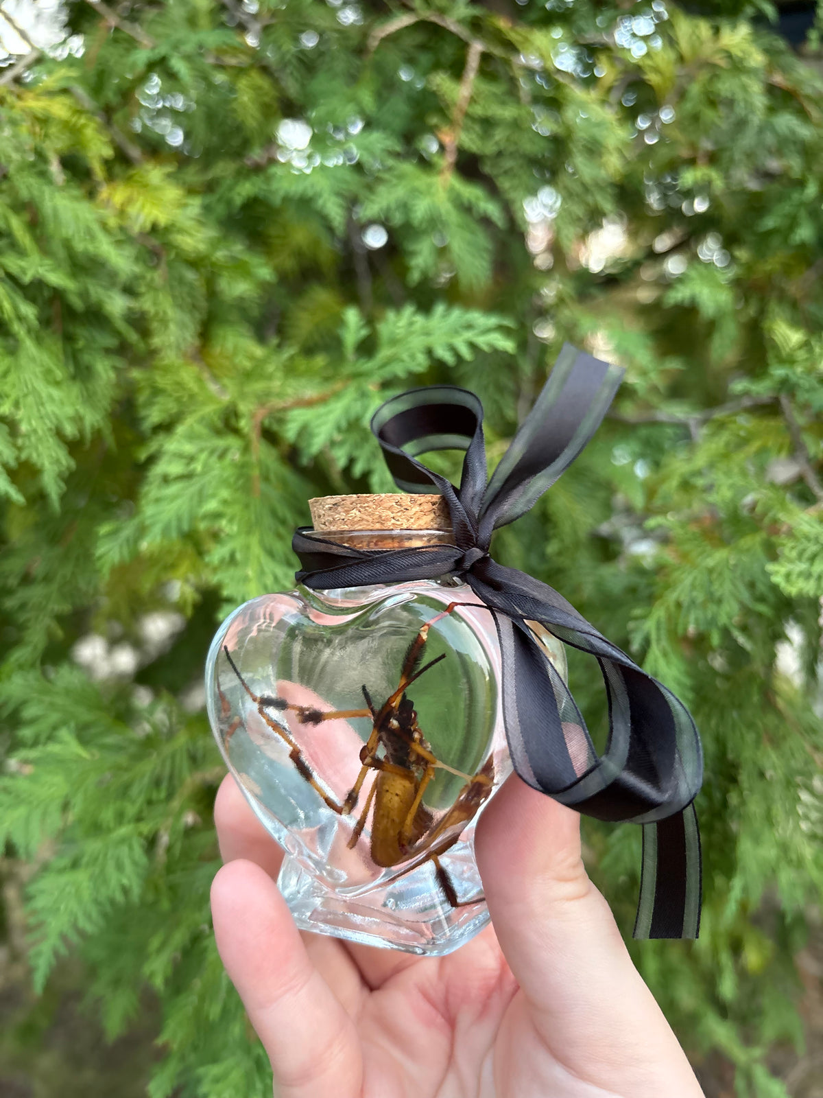 Orb weaver spider wet specimen