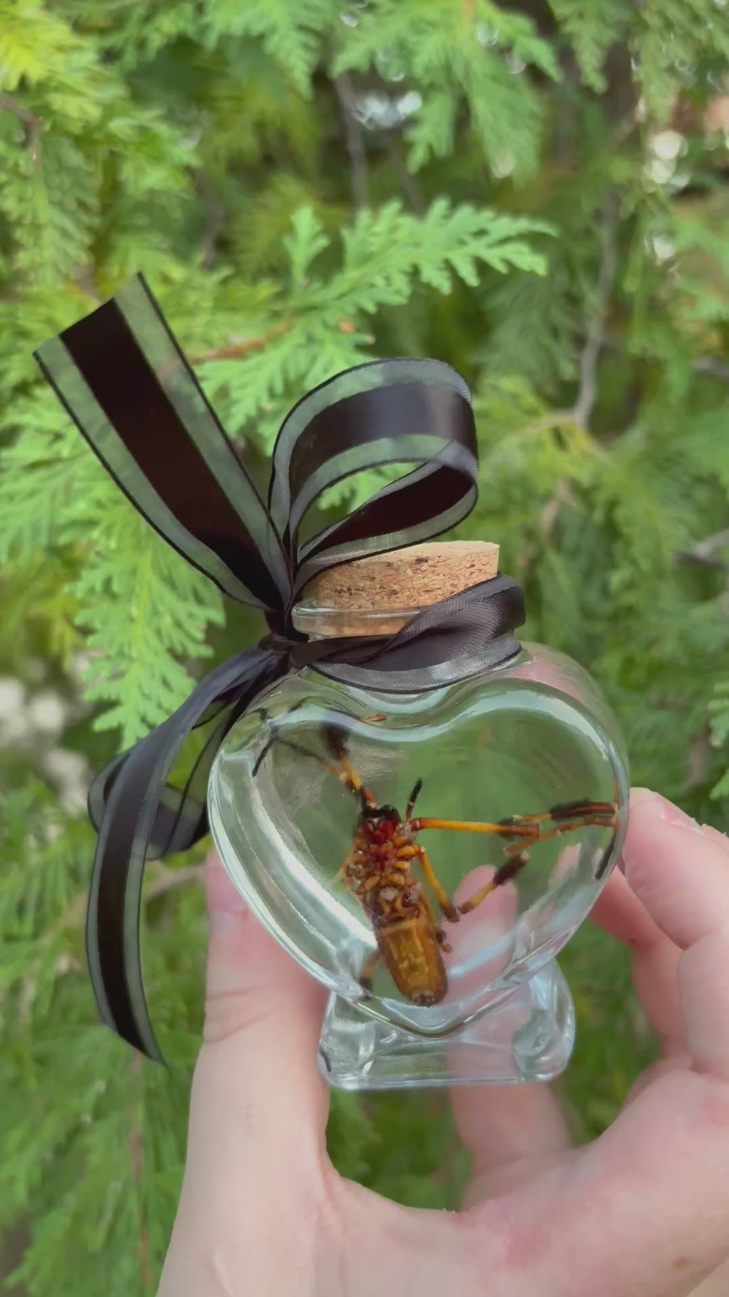 Orb weaver spider wet specimen
