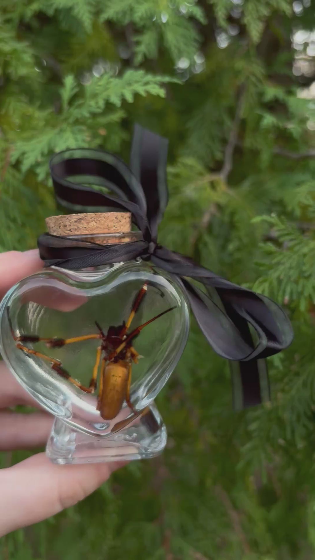 Orb weaver spider wet specimen