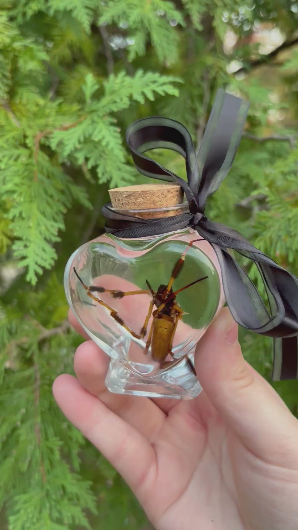 Orb weaver spider wet specimen